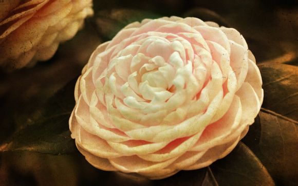 天梭女表哪个系列比较好