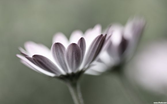 天梭表石英机芯怎么样