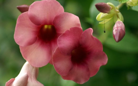 机械表慢几分钟怎么调