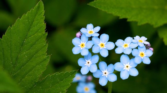 依波手表如何调大小