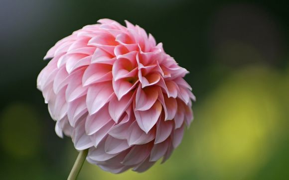 浪琴律雅 后盖多少钱