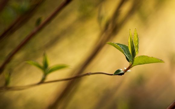 怎么鉴别巴尔曼真假