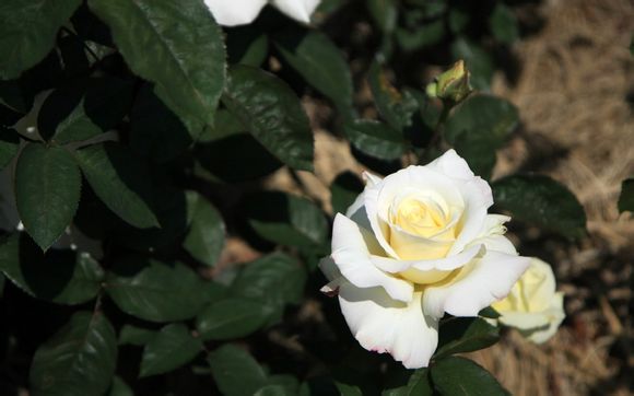 宾利手表女士多少钱