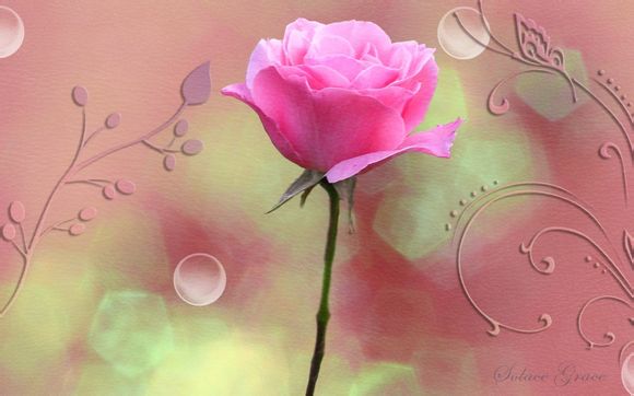 阿玛尼防伪码怎么认证